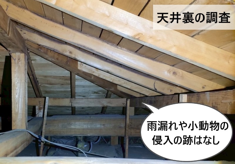 シミの原因を調査するため天井裏の調査　雨漏れや小動物の侵入の跡はなし